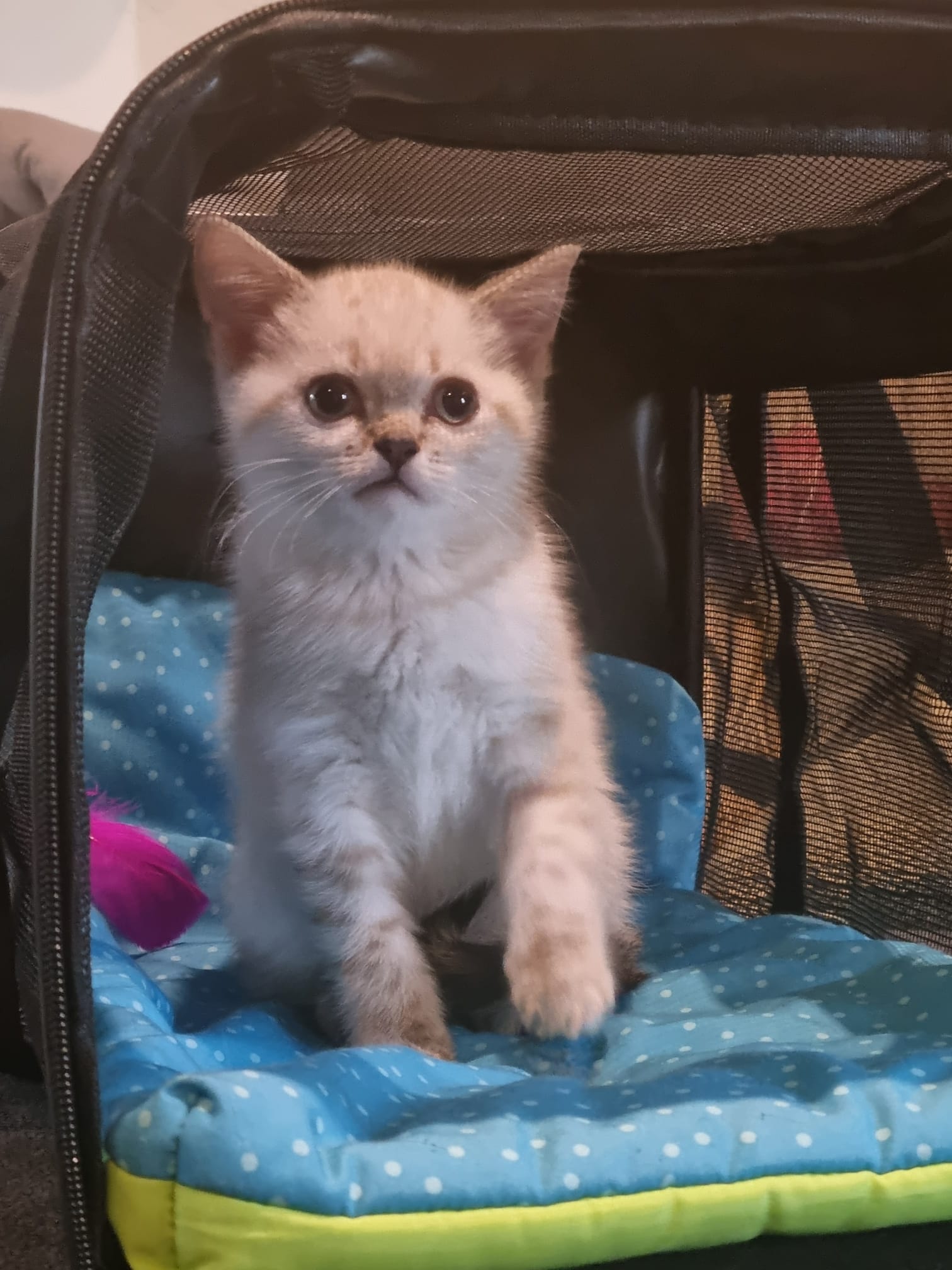 Very confused cat sitting