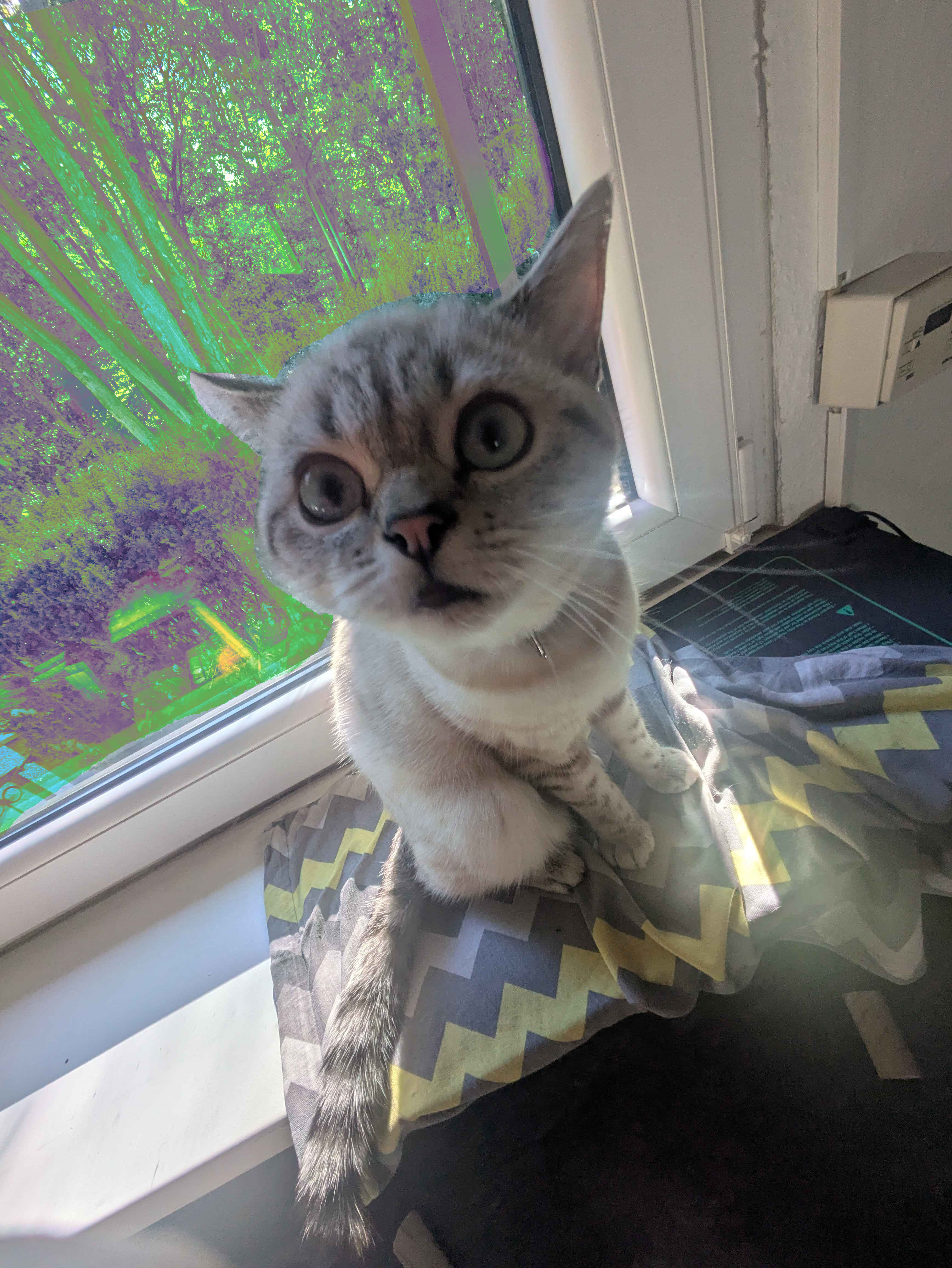 a very confused looking cat