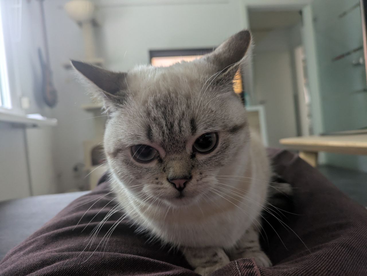 Palomita sitting on my lap blocking the view