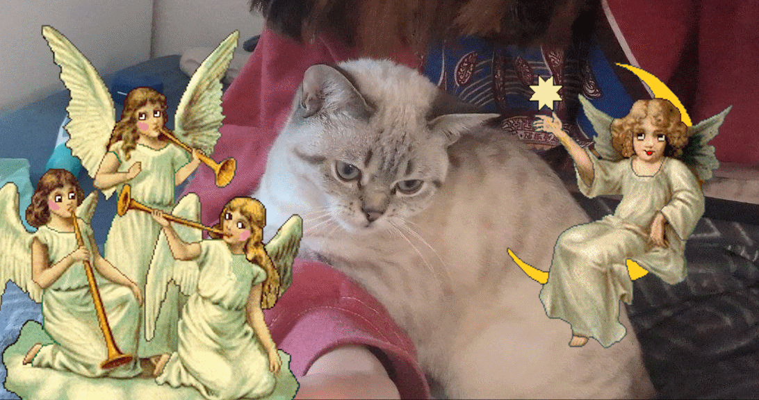 A white cat with angel gifs next to her