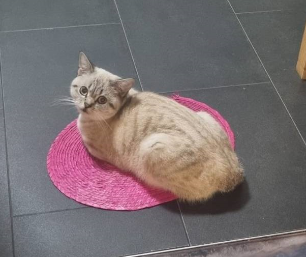 cat sitting on a pink placemat