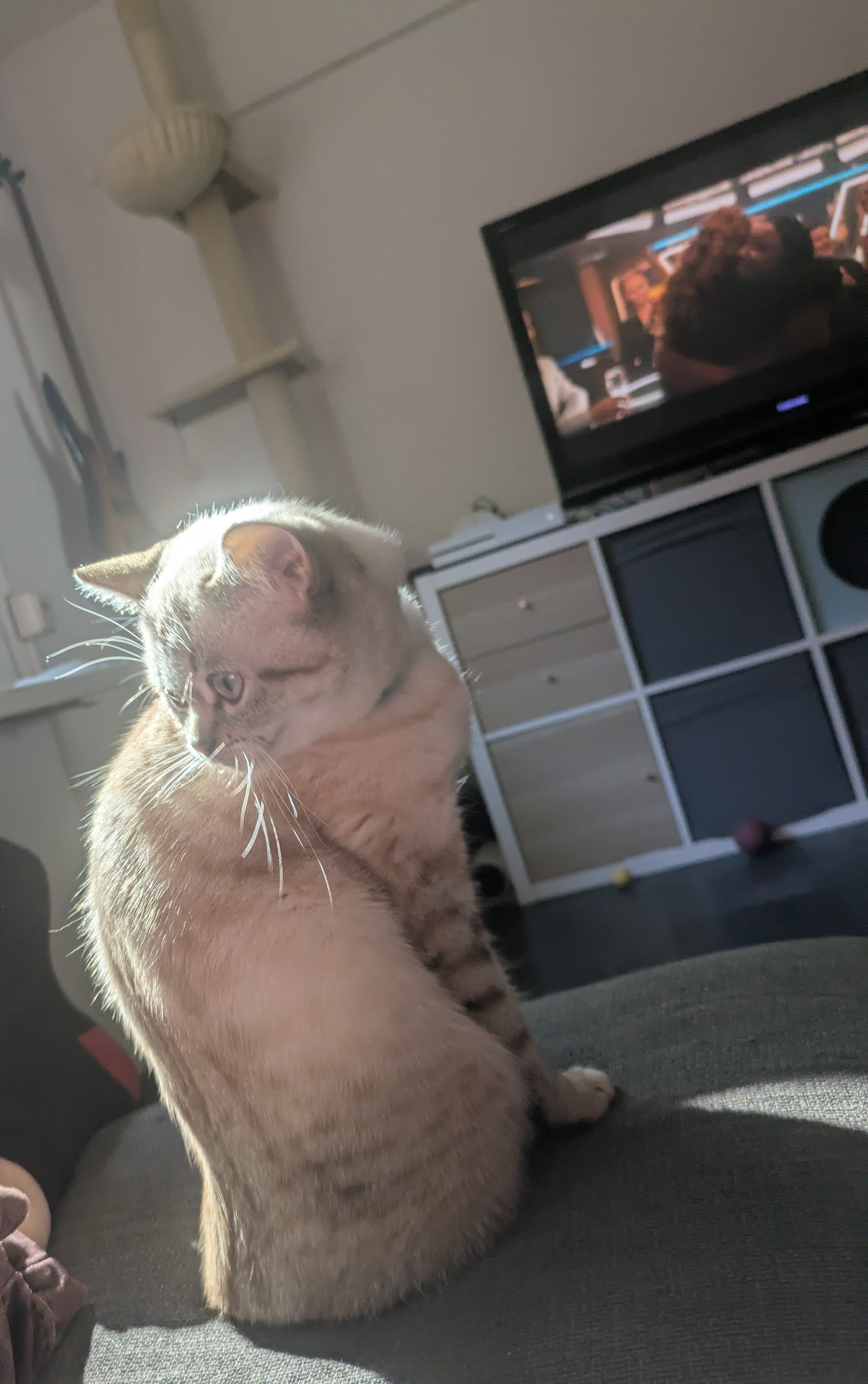 Cat in a very weird position